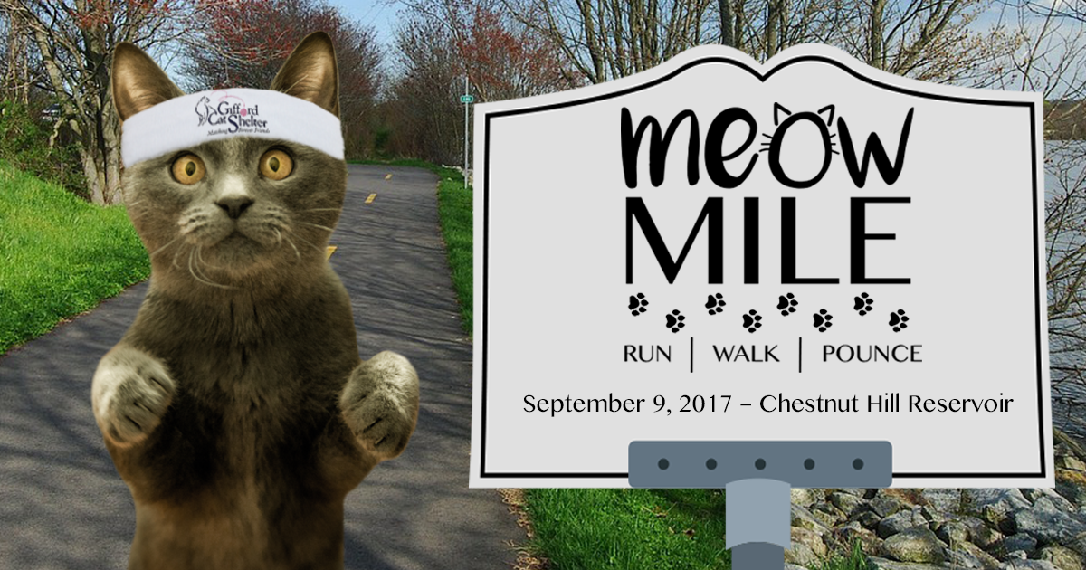 RaceWire Gifford Cat Shelter 2017 Meow Mile 5K
